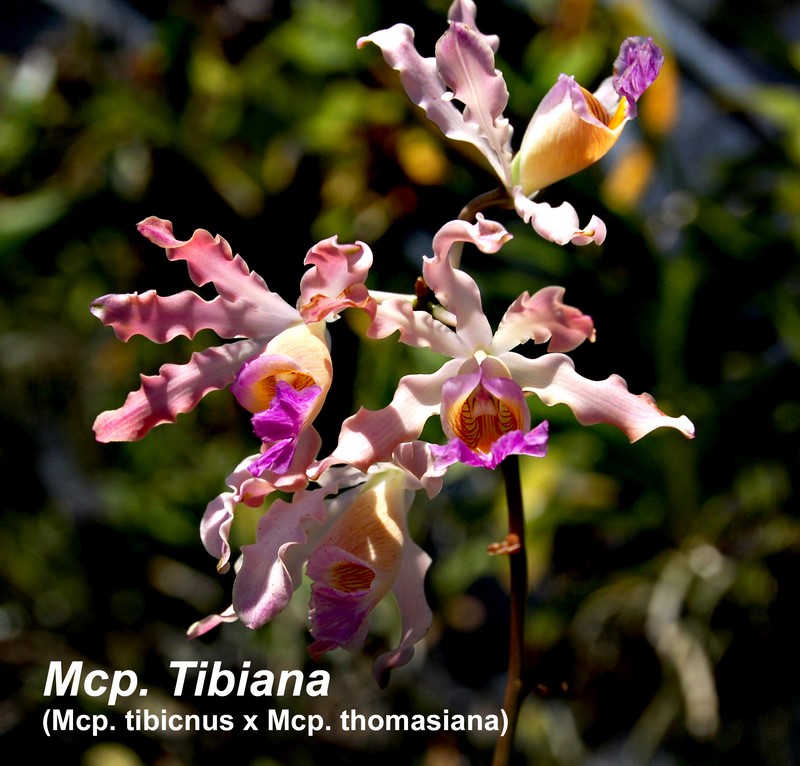 Mcp. Tibiana - divisions